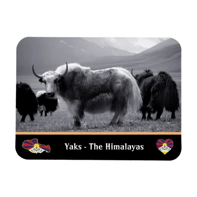 Yaks - The Himalayas & Tibet / Ladakh Trekking yak Magnet (Horizontal)