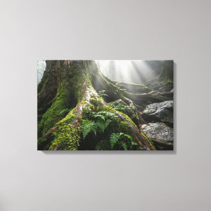 Yakushima Moss Forest 'Breath of Life'   Biophilic Canvas Print