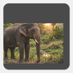 Yala National Park Elephant Mug - Sri Lanka Wildli Square Sticker