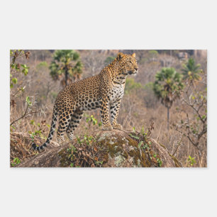 Yala National Park Sri Lanka Leopard Sticker