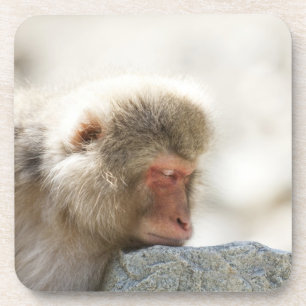 Yamanouchi, Chubu, Nagano Prefecture, Japan Coaster