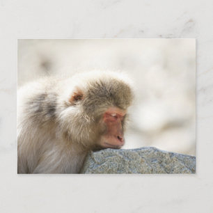 Yamanouchi, Chubu, Nagano Prefecture, Japan Postcard