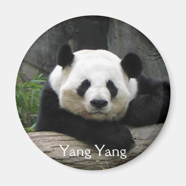 Yang Yang Panda Magnet (Front)
