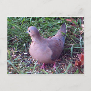 Yard Dove 1 Postcard