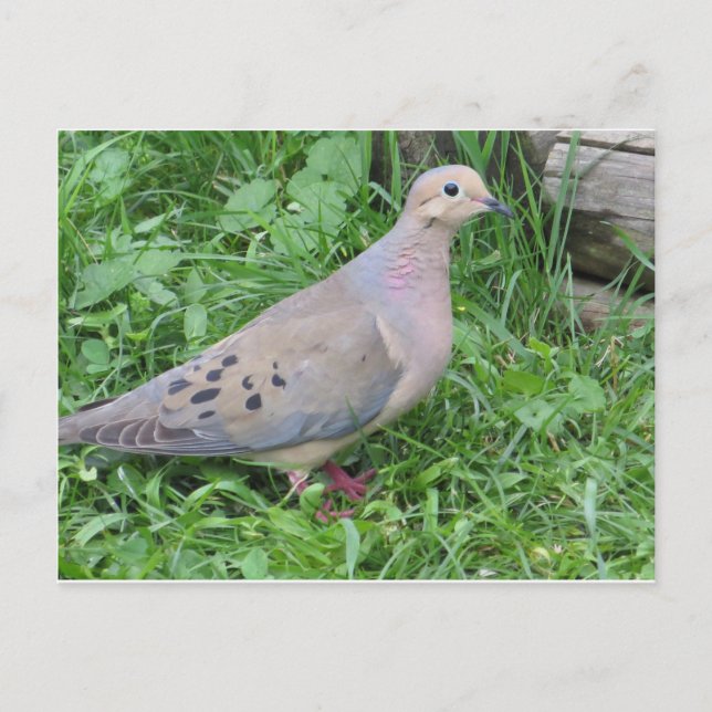 Yard Dove Postcard (Front)