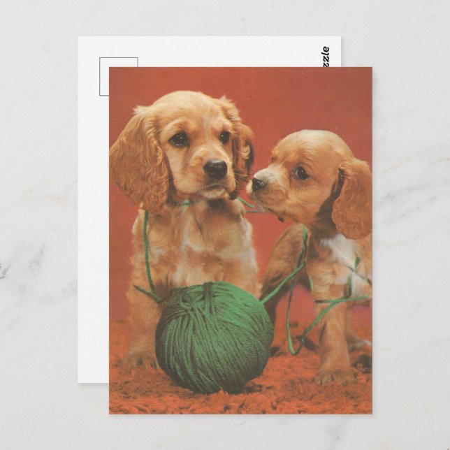 Yarn and Affection, Cocker Spaniels at Play Postcard (Front/Back)