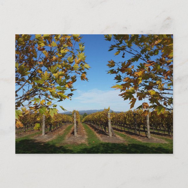 Yarra Valley Vineyard, Melbourne, Australia Postcard (Front)