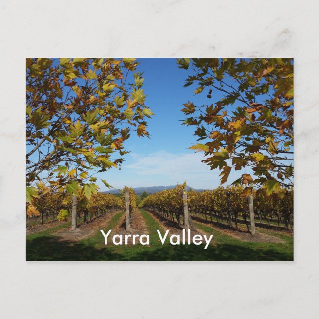 Yarra Valley Vineyard, Melbourne, Australia Postcard (Front)