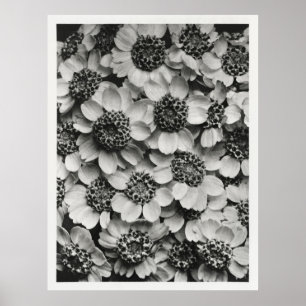 Yarrow Flowers Poster