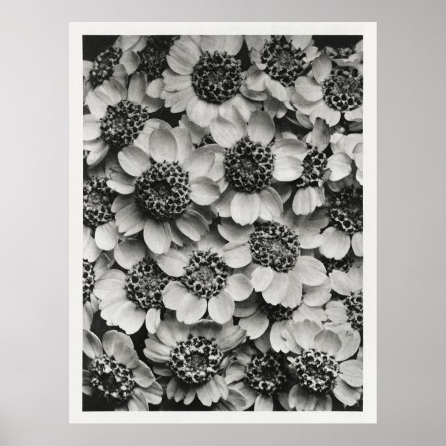 Yarrow Flowers Poster (Front)