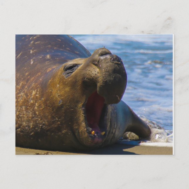 yawn postcard (Front)
