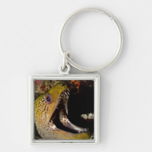 Yawning and intimidating mouth of a Yellowmargin Key Ring