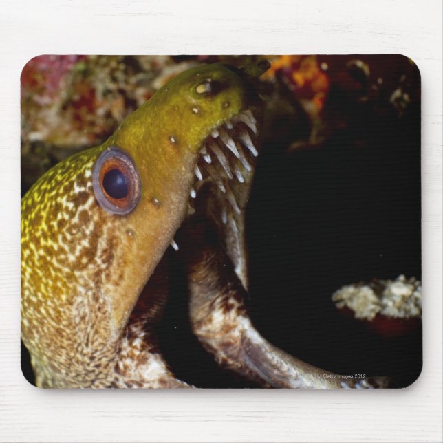 Yawning and intimidating mouth of a Yellowmargin Mouse Mat (Front)