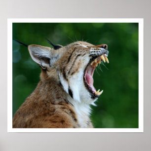 Yawning Bobcat Poster