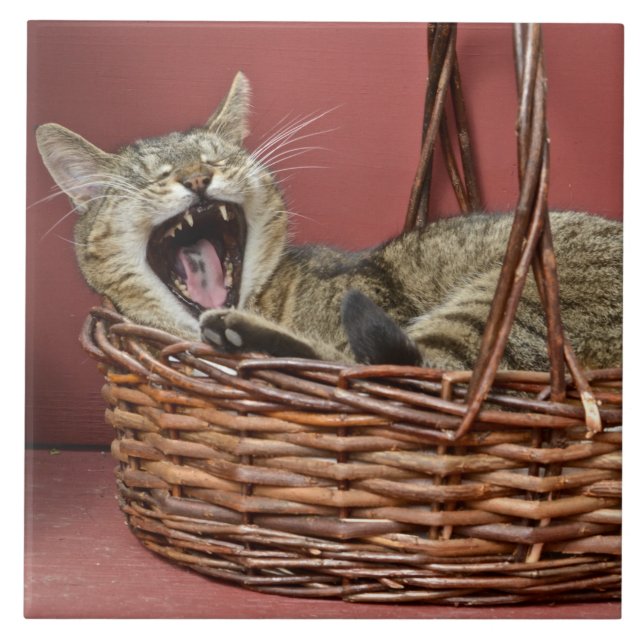 Yawning Cat Tile (Front)
