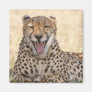 Yawning Cheetah Magnet