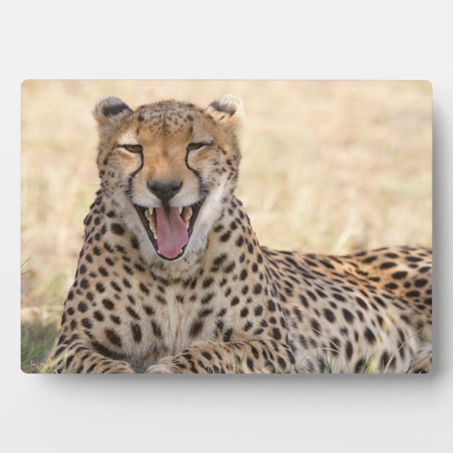 Yawning Cheetah Plaque (Front)