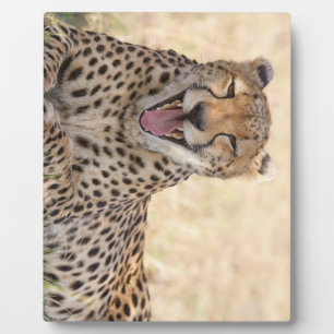 Yawning Cheetah Plaque
