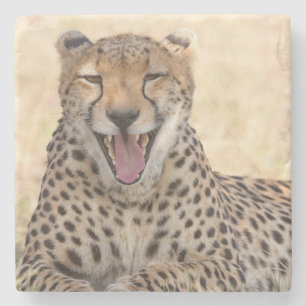 Yawning Cheetah Stone Coaster