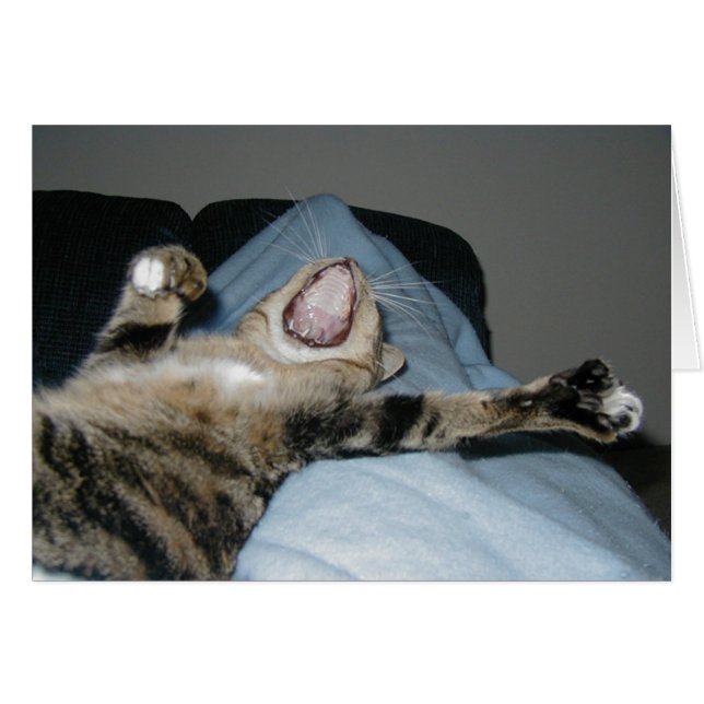 Yawning Kittie (Front Horizontal)