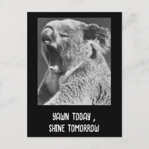 Yawning Koala-funny phrase Postcard