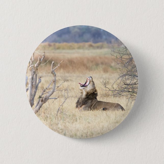 Yawning lion 6 cm round badge (Front)