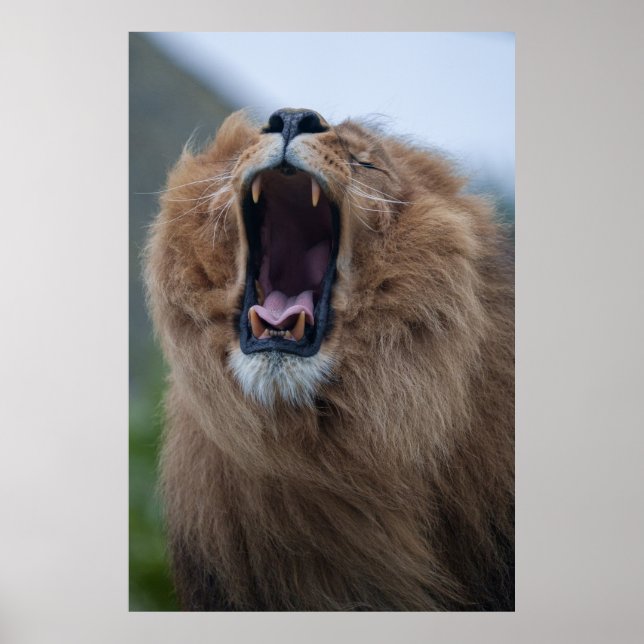 Yawning Lion A Close Encounter Poster (Front)
