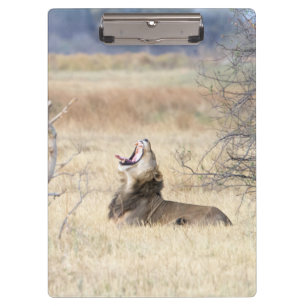 Yawning lion clipboard