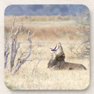 Yawning lion coaster