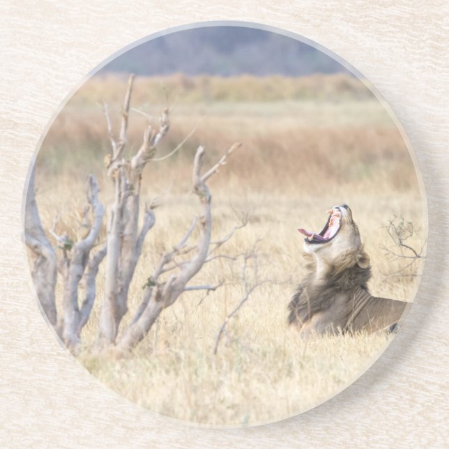 Yawning lion coaster (Front)
