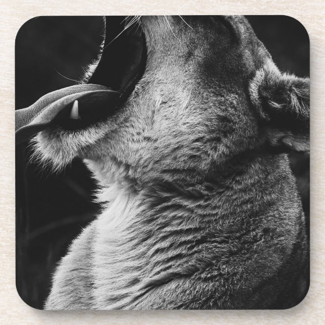 yawning lion coaster (Front)