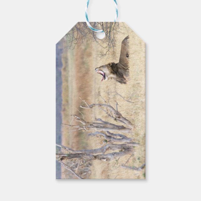 Yawning lion gift tags (Front)