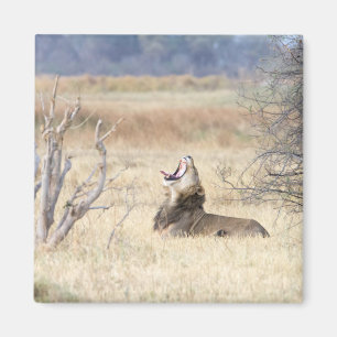 Yawning lion magnet