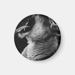 yawning lion magnet