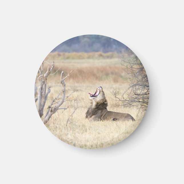 Yawning lion magnet (Front)