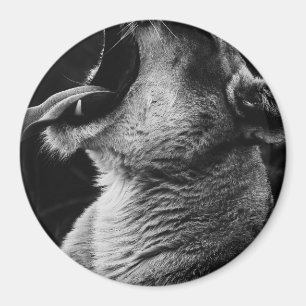 yawning lion magnet