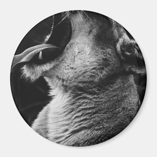 yawning lion magnet (Front)