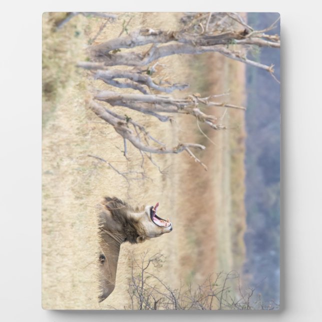 Yawning lion plaque (Front)