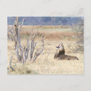 Yawning lion postcard