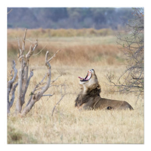Yawning lion poster