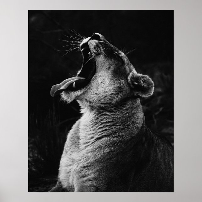 Yawning Lioness - Black & White Poster (Front)