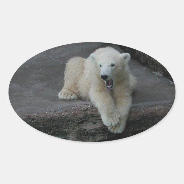 Yawning Polar bear cub Oval Sticker (Front)