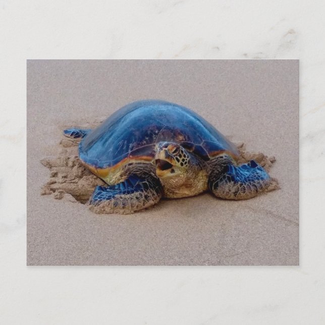 Yawning Sea Turtle Postcard (Front)