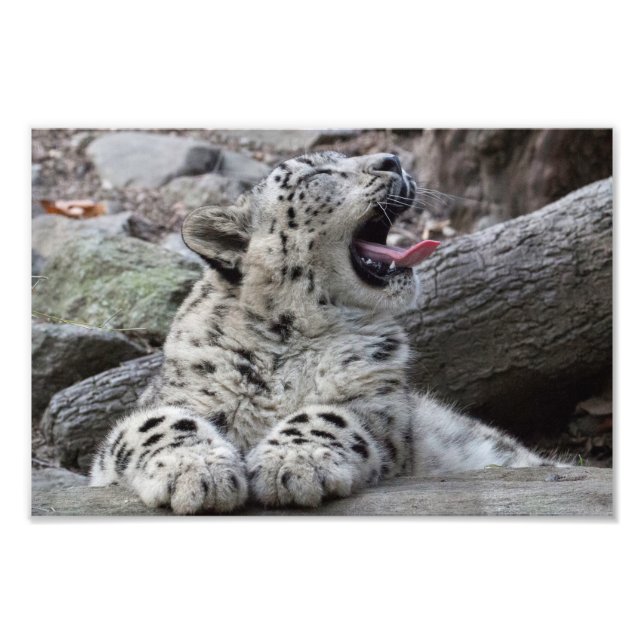 Yawning Snow Leopard Cub Photo Print (Front)