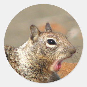 Yawning Squirrel Sticker