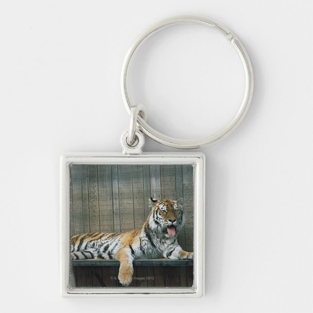 Yawning tiger in cage at zoo key ring (Front)