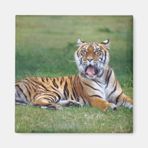 Yawning Tiger Magnet