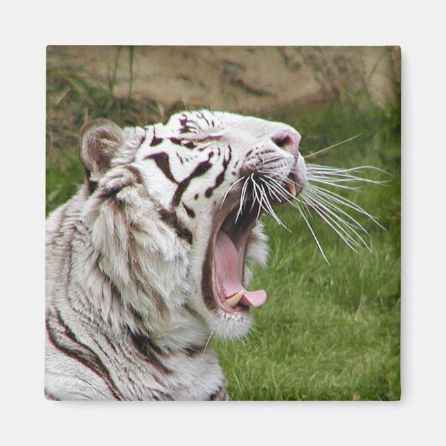 yawning tiger magnet (Front)