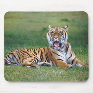 Yawning Tiger Mouse Mat