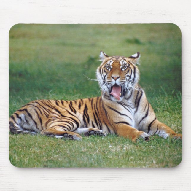 Yawning Tiger Mouse Mat (Front)
